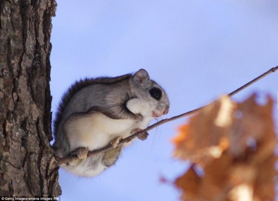 世界上真实存在的奇特动物(3)