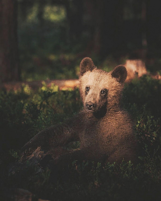森林之魂：摄影师近距离捕捉动物肖像(1)