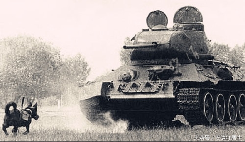 二战德军军官们和他们的宠物，不过最令他们忌惮的是苏联反坦克犬(2)