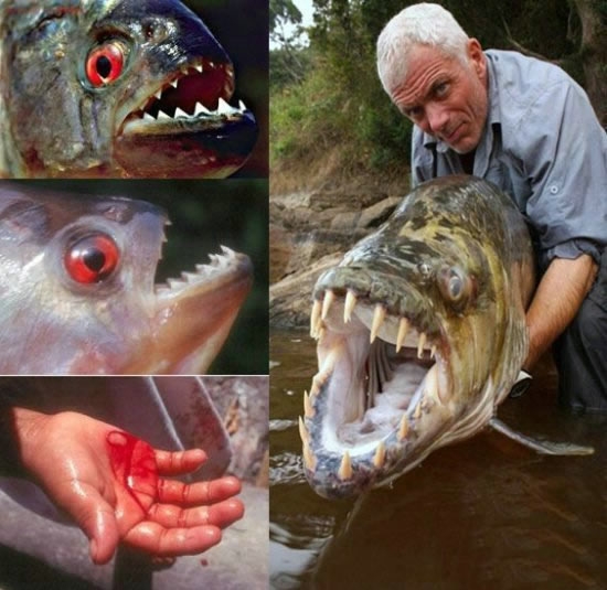 世界上最恐怖动物排行(2)