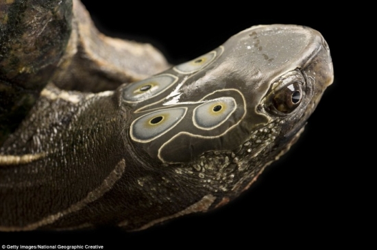 盘点世界最罕见物种 有些比大熊猫还稀有(3)