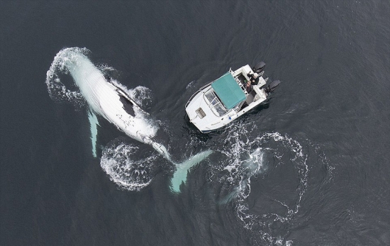 深海“梦魇”！实拍恐怖海洋生物(2)