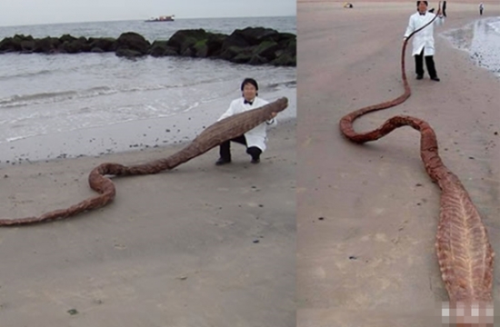 男子海岸发现巨型条状物 面目难以猜测(2)