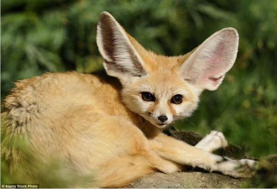 世界上真实存在的奇特动物(5)