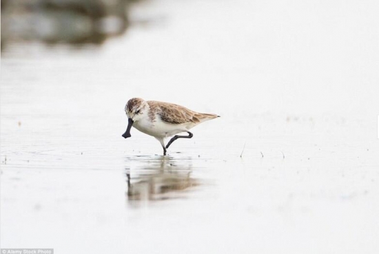 世界上真实存在的奇特动物(6)