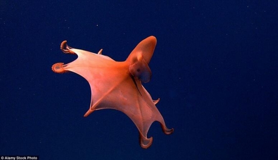 世界上真实存在的奇特动物(5)