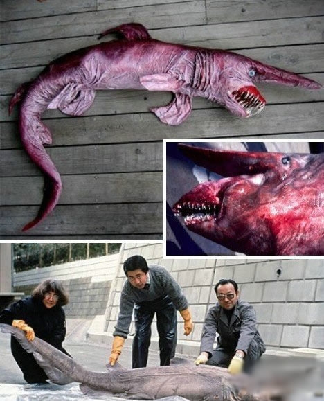 世界上最恐怖动物排行(1)