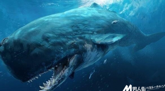 远古十大凶兽：巨兽梅尔维尔鲸体长约为60英尺(1)