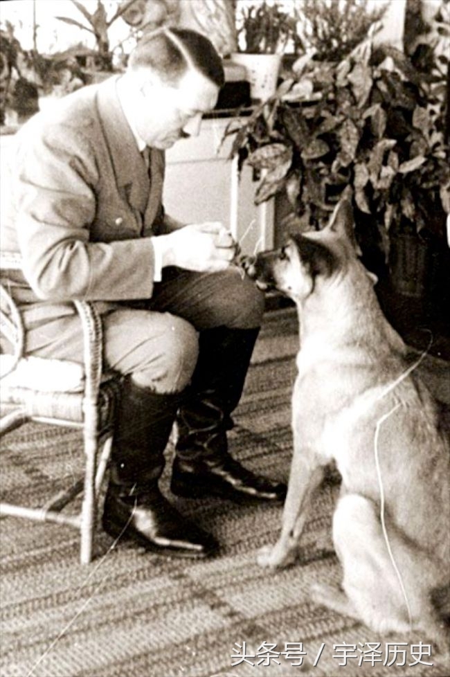 旧影回眸：希特勒与他的爱犬——布隆迪(1)