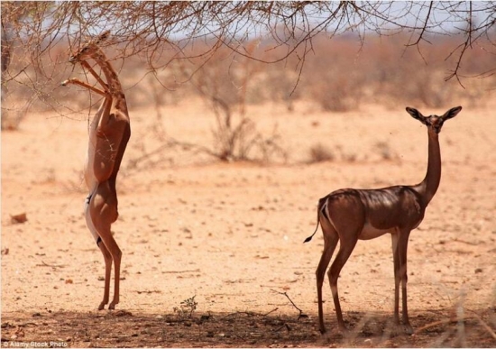 世界上真实存在的奇特动物(1)