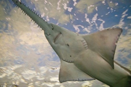 盘点世界最罕见物种 有些比大熊猫还稀有(2)