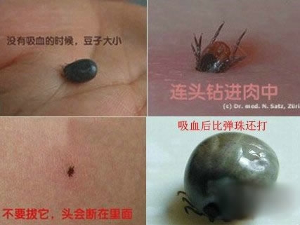 世界上最恐怖动物排行(1)