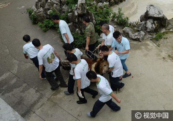 “世界那么大我想去看看” 盘点出逃动物各不相同的“诗和远方”(5)