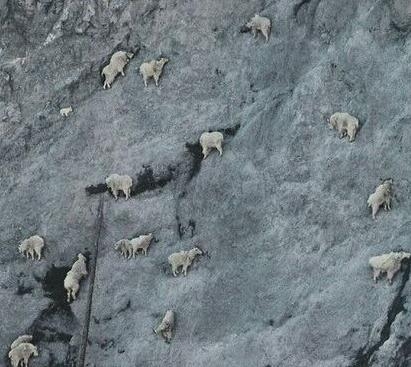 动物界攀岩高手，90度角悬崖如履平地，游客钦佩感油然而生(1)