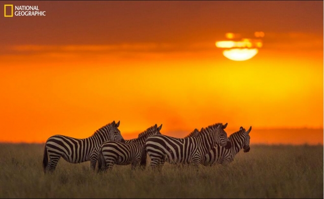 《国家地理》杂志评选的2016年最佳照片(3)