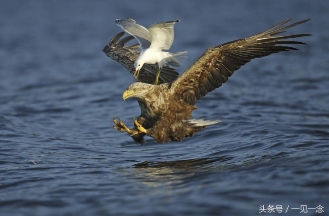 动物让人啼笑皆非的瞬间(4)