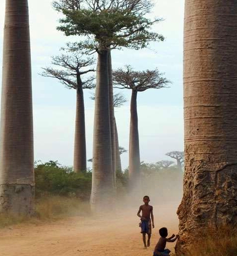 这些大自然的“橘根”，人类比得了吗？(1)