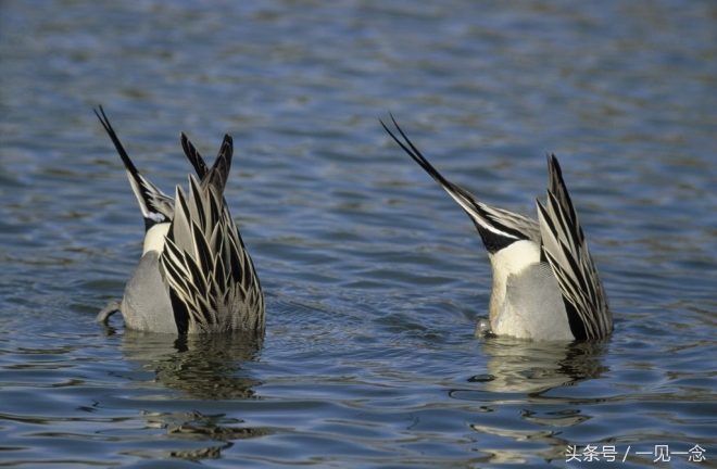 动物让人啼笑皆非的瞬间(3)