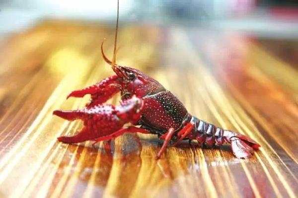 盘点国外泛滥成灾的几种动物，中国吃货直呼我们才是食物链的顶端(1)