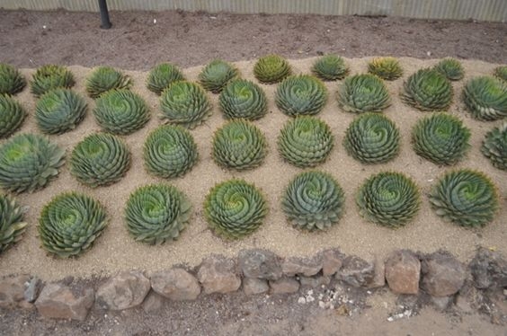 国内上万元的女王芦荟，黑人小哥表示：在我家后院全都是(2)