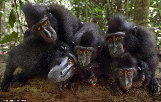 实拍镜头感十足的猴子(2)