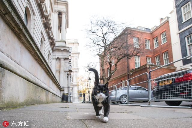 猫奴跪安！参见英国外交部首席灭鼠官(3)