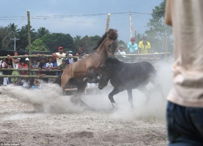 直击菲律宾非法斗马，血腥残忍，为争夺母马战斗至死方才结束(4)
