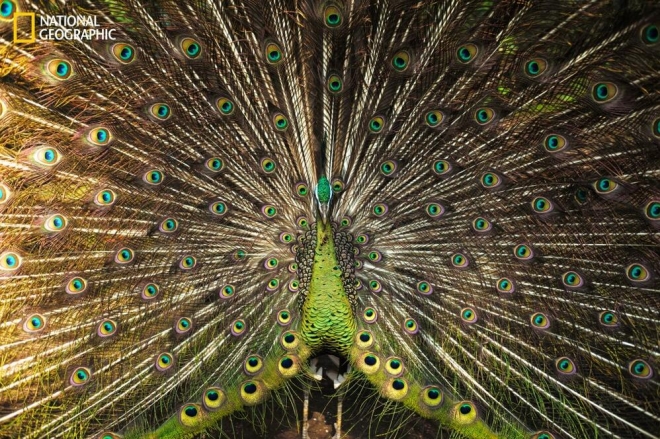 《国家地理》杂志评选的2016年最佳照片(6)