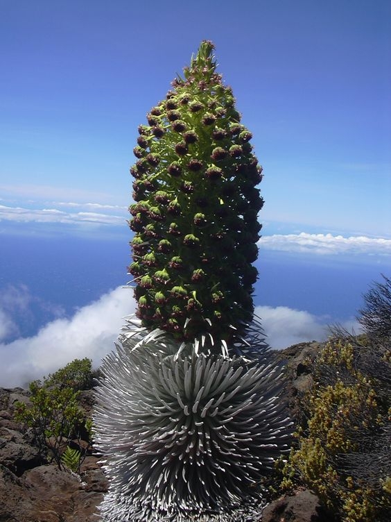 百年只开一次花的银剑菊，开完就凋谢的火山花(1)