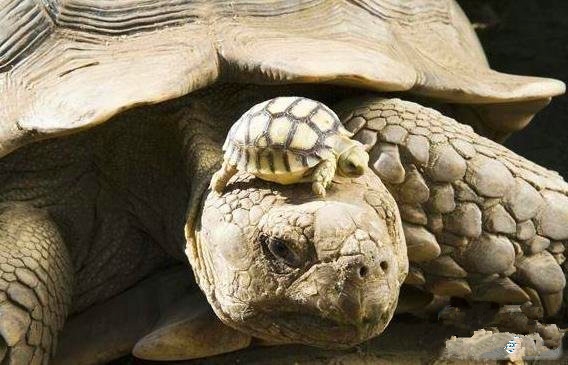 世界上最惊心动魄的14张图 可能你一辈子也见不到(4)