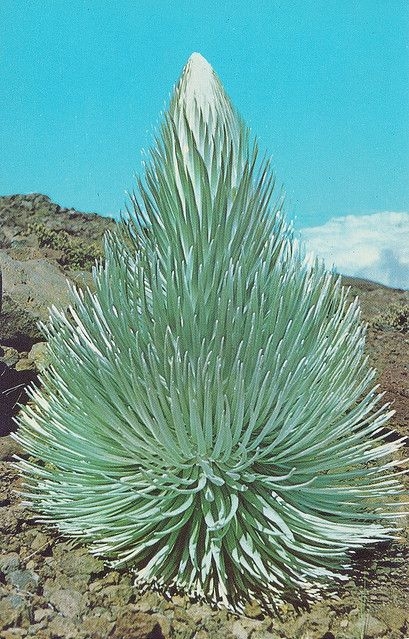 百年只开一次花的银剑菊，开完就凋谢的火山花(2)