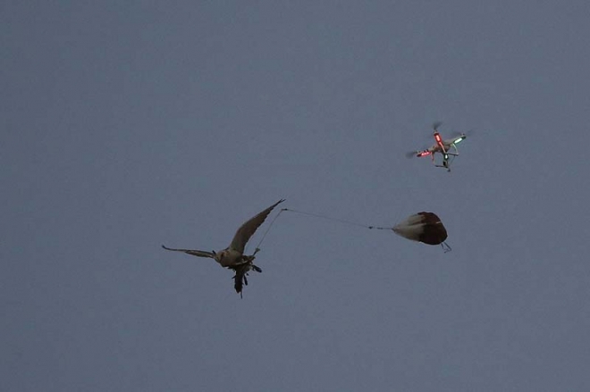 全世界最昂贵的宠物，它是石油土豪们炫富的工具(3)