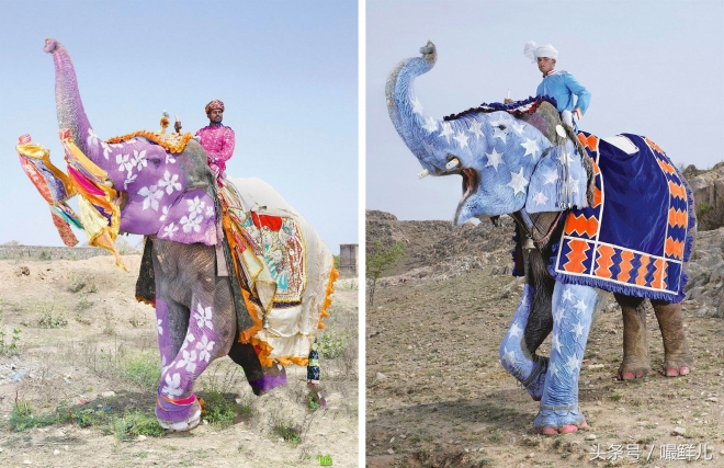 也真是“命好”，这些动物生在这些国家竟受到这般待遇(4)