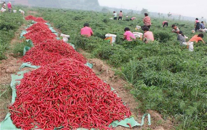 农村这种收辣椒的大场面，你经历过吗(1)