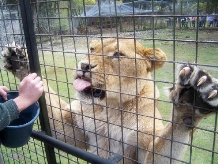 为让游客更“尽兴” 国外一家动物园是这么做的(3)