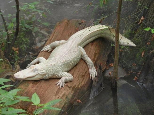 盘点那些迷人稀有的白化动物(3)