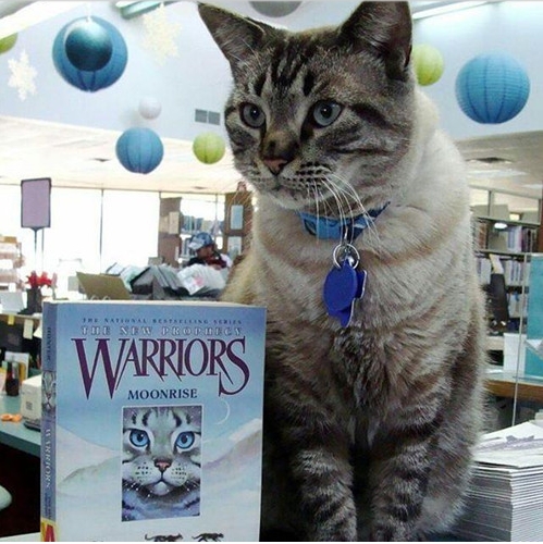 图书馆“管理喵”遭解雇，市民抗议辞退理由太奇葩(1)