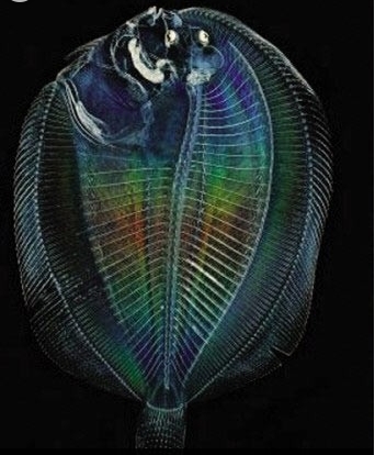 盘点自然界十种美丽的透明生物(3)