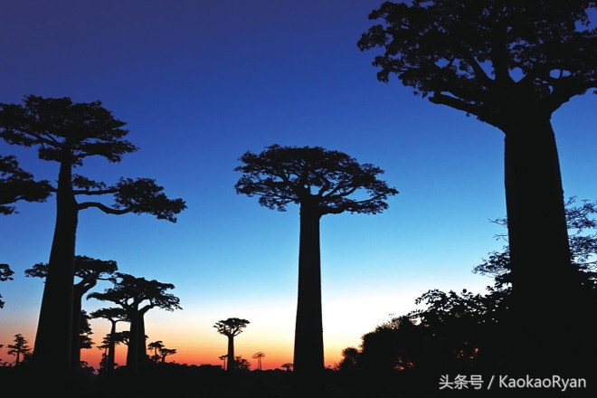 神似潘多拉星球上的植物(1)