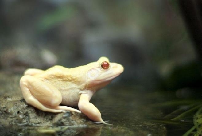 盘点那些迷人稀有的白化动物(2)