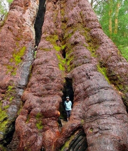 这些大自然的“橘根”，人类比得了吗？(2)