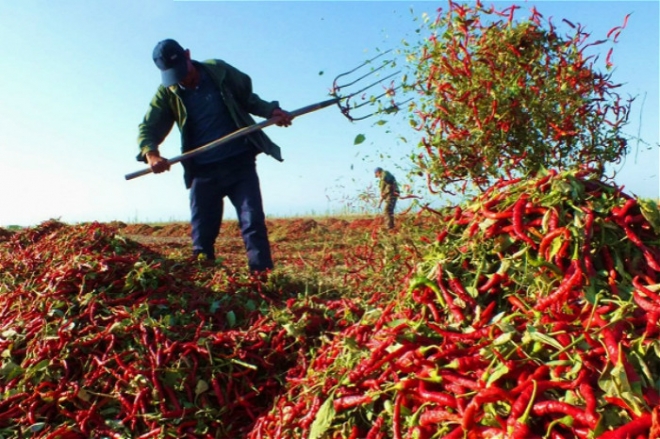 农村这种收辣椒的大场面，你经历过吗(2)