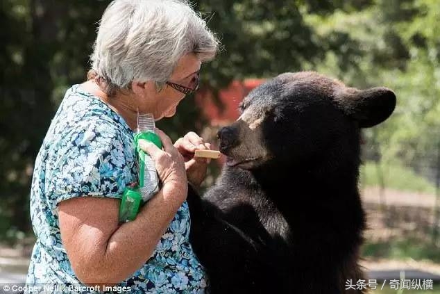 62岁老太太饲养大棕熊和老虎当宠物，堪称世上最牛老太太(1)