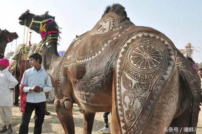 也真是“命好”，这些动物生在这些国家竟受到这般待遇(7)