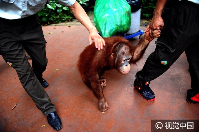 “世界那么大我想去看看” 盘点出逃动物各不相同的“诗和远方”(4)