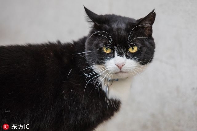 猫奴跪安！参见英国外交部首席灭鼠官(2)