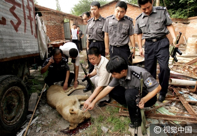 “世界那么大我想去看看” 盘点出逃动物各不相同的“诗和远方”(1)