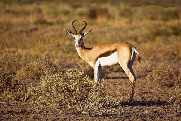 陆地上跑得最快的十种动物动物，最快时速112英里(3)