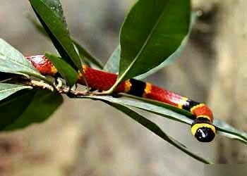 全球最恐怖的十种蛇，眼镜蛇五步蛇均未入榜(1)