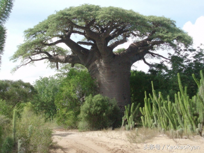 神似潘多拉星球上的植物(4)